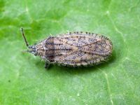Tingis (Neolasiotropis) pauperata