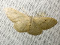 Idaea straminata