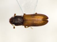 Bitoma crenata