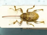 Curculio elephas