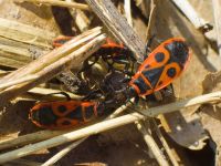 Pyrrhocoris apterus