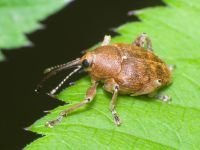 Curculio