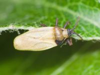 Catoplatus nigriceps