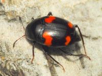 Scaphidium quadrimaculatum
