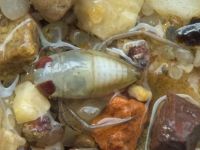 Corixidae