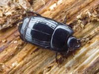 Platysoma compressum