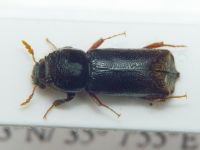 Xylopertha retusa
