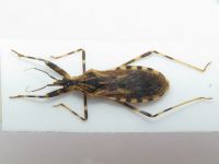 Reduviidae
