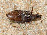 Grynocharis oblonga