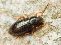 Mycetochara maura