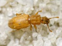 Monotoma quadrifoveolata