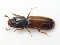 Aulonium ruficorne