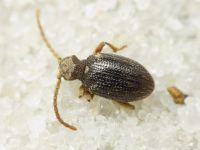 Ptinus rufipes