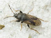 Megalonotus chiragra