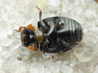 Hyperaspis reppensis