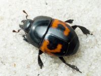 Hister quadrimaculatus