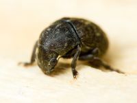 Anthribus nebulosus