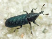 Mecinus janthinus