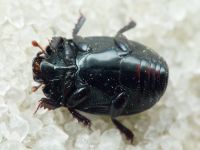 Eblisia minor