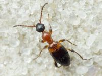 Anthelephila pedestris
