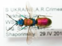 Chrysididae
