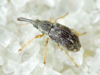 Taeniapion urticarium