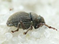 Glocianus distinctus