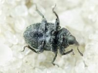 Rhinusa tetra