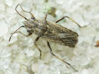 Ortholomus punctipennis