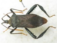 Acanthocephala terminalis