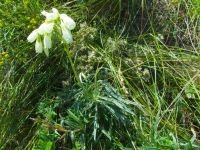 Onosma tanaiticum