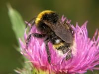 Bombus hortorum