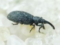 Apioninae