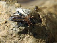 Oedemera femorata