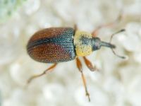 Gymnetron beccabungae