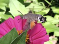 Macroglossum stellatarum