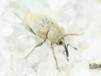 Sibinia (Sibinia) unicolor