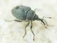 Ceutorhynchus