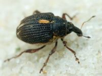 Rhinoncus leucostigma