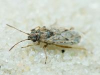 Nysius ericae