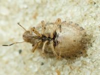 Sciocoris macrocephalus