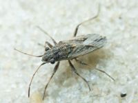 Ortholomus punctipennis