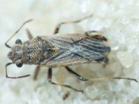Ortholomus punctipennis