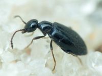 Anthicidae