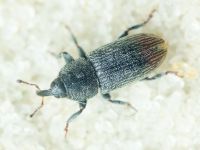 Mecinus pyraster
