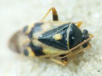 Polymerus brevicornis