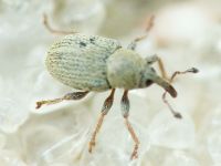 Sibinia (Sibinia) unicolor