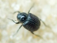 Georissus crenulatus