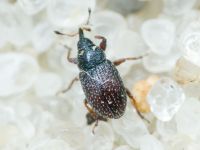Mecinus plantaginis