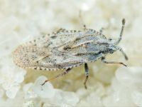 Tingis (Tingis) grisea